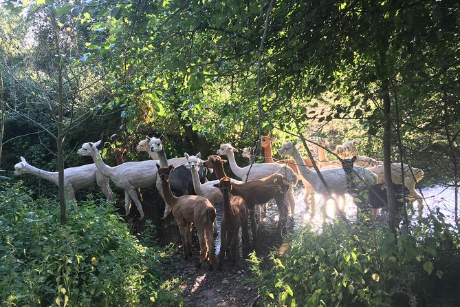2-Hour Alpaca Farm Experience in Kenilworth - Meeting the alpacas at Faerie Tale Farm