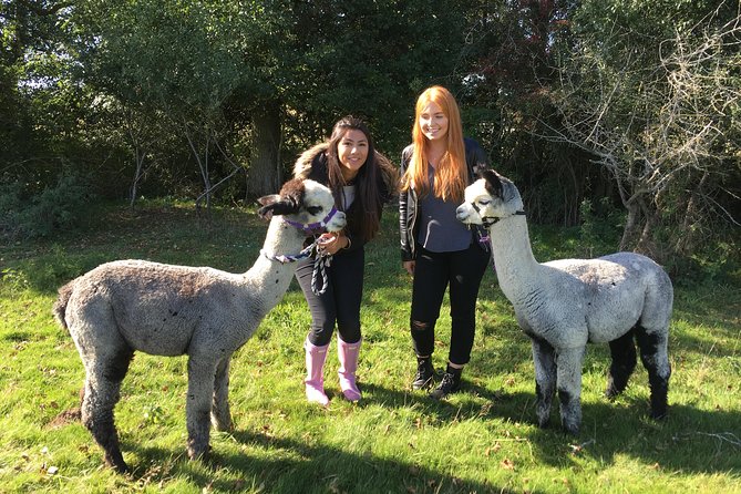 2-Hour Alpaca Farm Experience in Kenilworth - Cuddling babies and photographing the herd