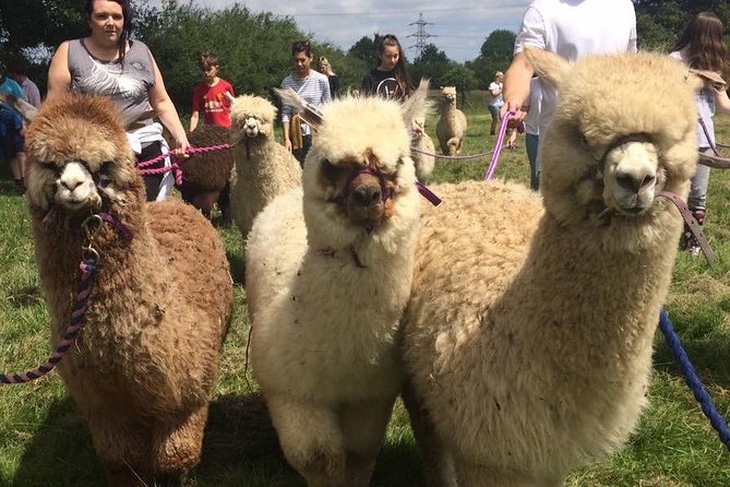 2-Hour Alpaca Farm Experience in Kenilworth - Walking an alpaca through the fields