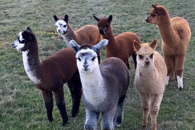 2-Hour Alpaca Farm Experience in Kenilworth - Who will enjoy this most?