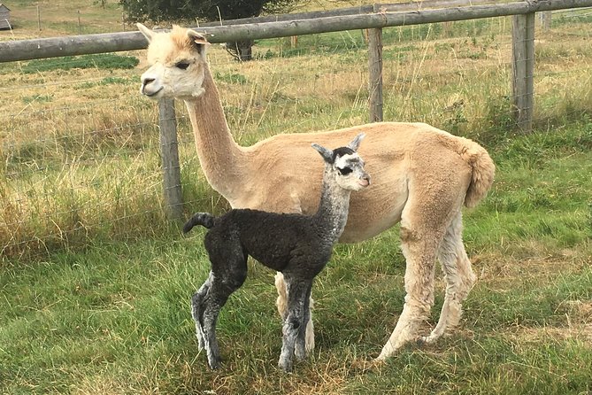 2-Hour Alpaca Farm Experience in Kenilworth - A short talk before the animal contact