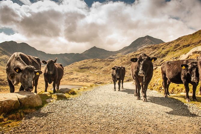 5-Day Discover Wales Small-Group Tour from London - Guides, group rhythm, and comfort