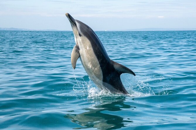 90 Minute Coastal Explorer in Torquay - Why this Torquay boat trip is more than a quick cruise
