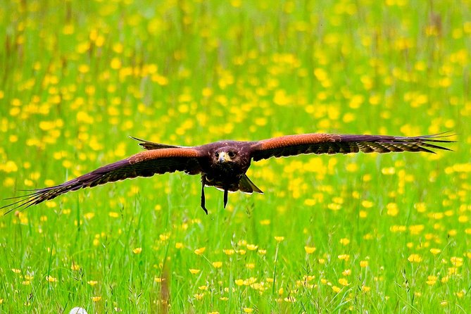 Bath City Tour & Fly a Hawk Experience - Day Tour from Bath - Pulteney Bridge and Bath Abbey