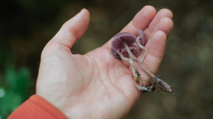 Beginner Foraging Walk: Wild food walking tour & tasters - What to Bring for an Isle of Wight Forage