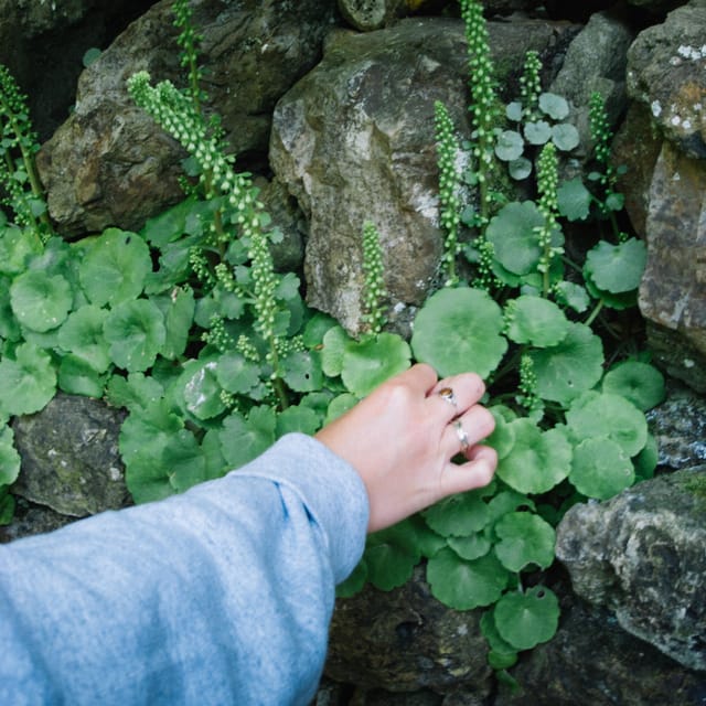 Beginner Foraging Walk: Wild food walking tour & tasters - Reading Plants and Fungi Along the Two-Mile Route