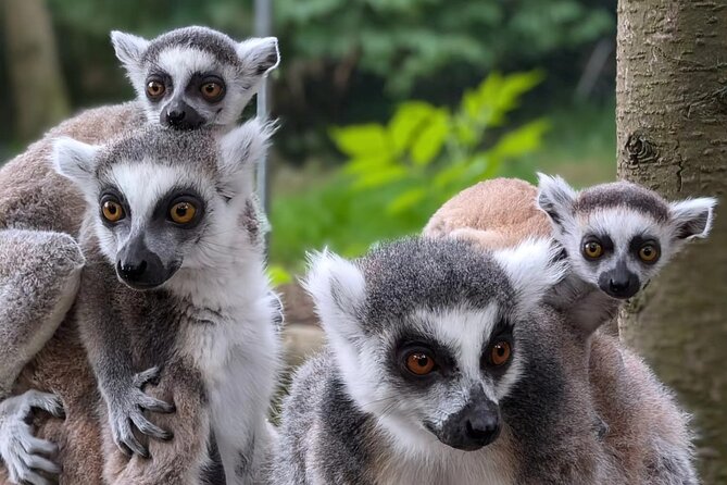 Entry ticket to Hoo Zoo and Dinosaur World in Telford - Why the talks and feeding sessions matter
