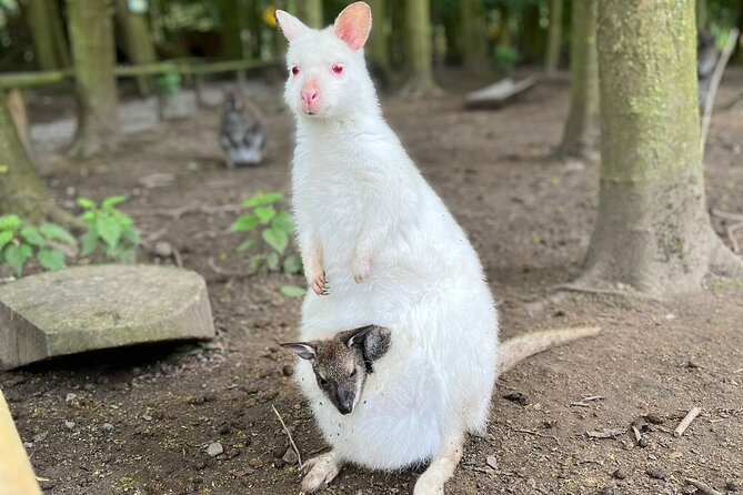 Entry ticket to Hoo Zoo and Dinosaur World in Telford - Is the $27.67 price good value?