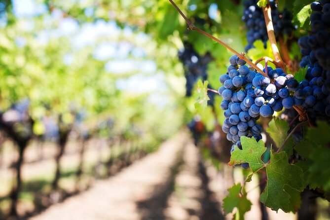 Full Day Wine Tour in Sussex and Kent - Why Sussex and Kent make a fine wine destination
