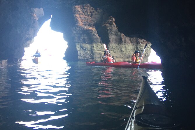 Guided Wildlife and Sea Cave Kayak Safari in English Riviera - Looking for seals, seabirds, and other wildlife