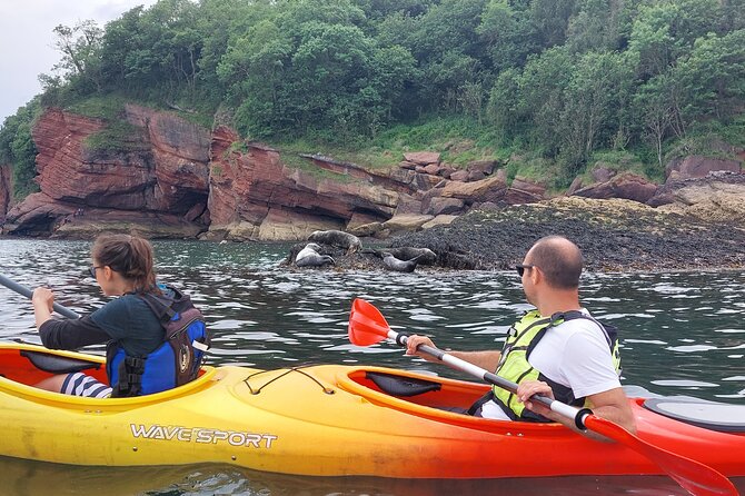Guided Wildlife and Sea Cave Kayak Safari in English Riviera - Who should book this experience?