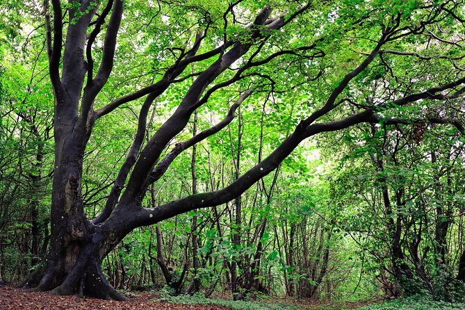 Half-day Forest Bathing and Yoga in Brighton's Woodlands - How personal is the experience?