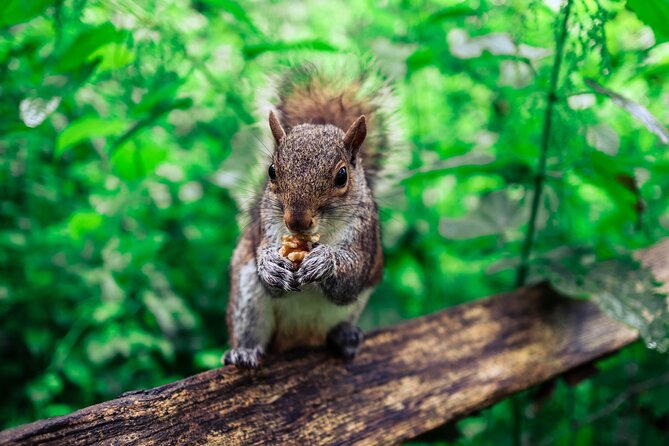 Half-day Forest Bathing and Yoga in Brighton's Woodlands - Starting at One Garden Brighton