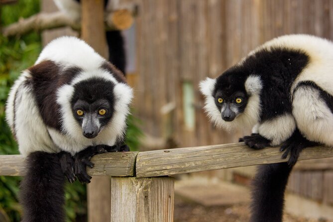 Howletts Day Ticket - A conservation park, not a theme park