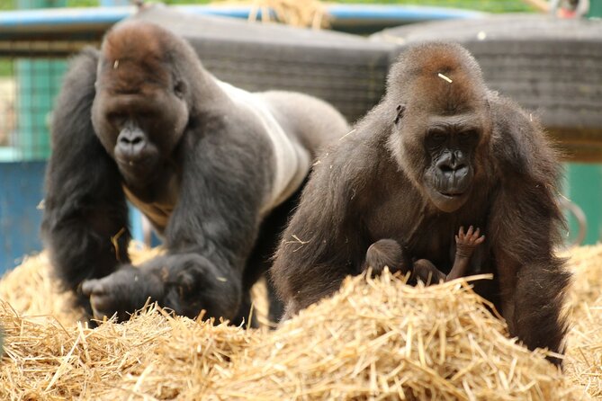 Howletts Day Ticket - What you can expect from the animal areas