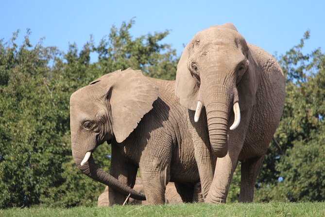 Howletts Day Ticket - Who will enjoy Howletts most?