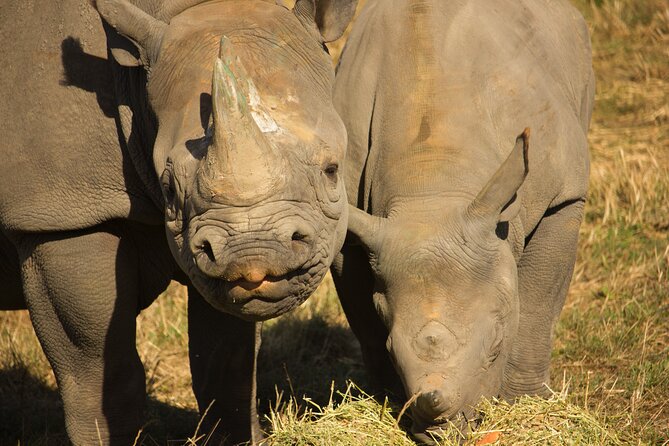 Howletts Day Ticket - Booking and cancellation points to know