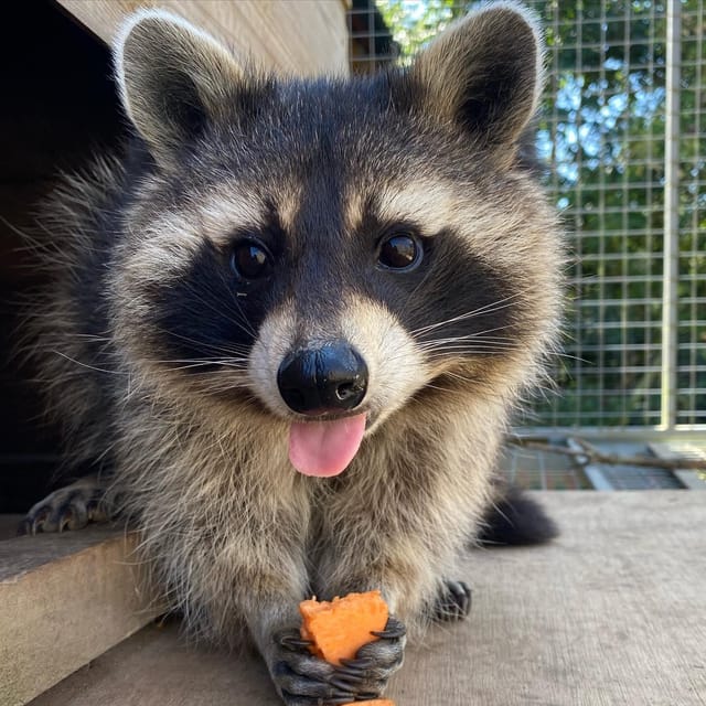 Lincolnshire: ARK Wildlife and Dinosaur Park Entry Ticket - A rescue park with more purpose than a standard zoo