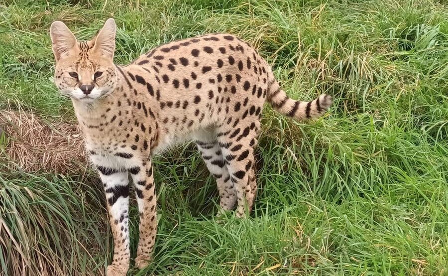 Lincolnshire: ARK Wildlife and Dinosaur Park Entry Ticket - Start with the animal areas