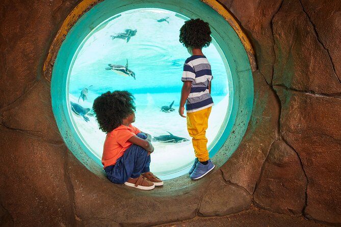 London Zoo Entry Ticket - Giraffes and Gorilla Kingdom reward a slower pace