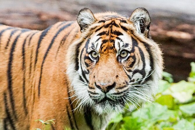 London Zoo Entry Ticket - How long should you stay?