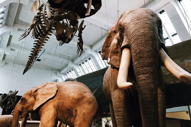 Natural History Museum London - Exclusive Guided Museum Tour - The Dodo, fossils, and evidence of vanished life