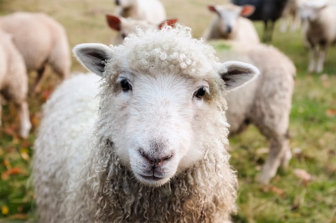 Private Day Tour to Oxford and The Cotswolds - Family comfort and walking demands