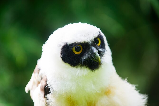 Private Family Bird of Prey Experience in Carlisle - Meeting the birds in the Cumbrian countryside
