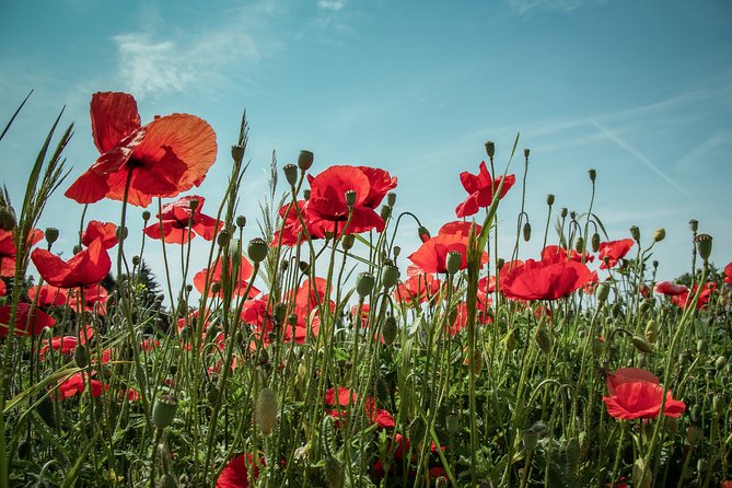 Private Tour, World War 2 London, including entry to Churchill War Rooms - Is $349.35 per person a fair price?