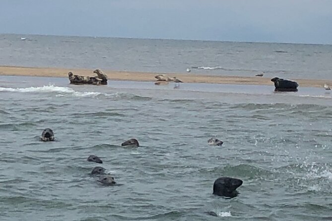 Scroby Sands Seal Watching - Leaving from Lowestoft’s South Pier