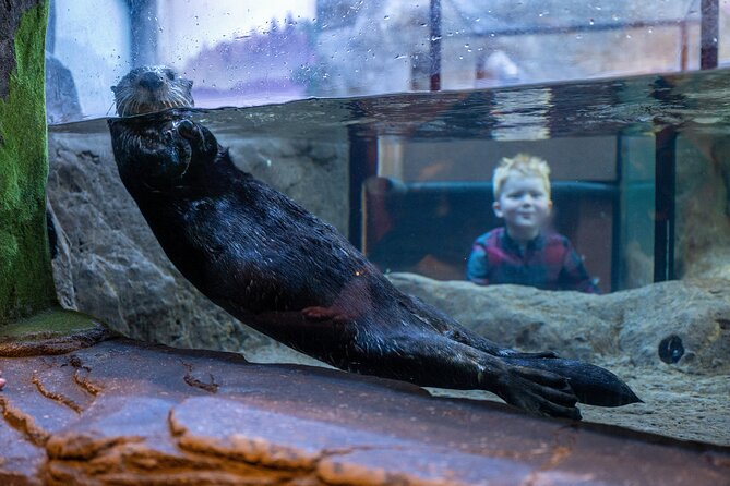 SEA LIFE Birmingham Admission Ticket - Meeting Ozzy and Ola at Birmingham’s SEA LIFE Centre