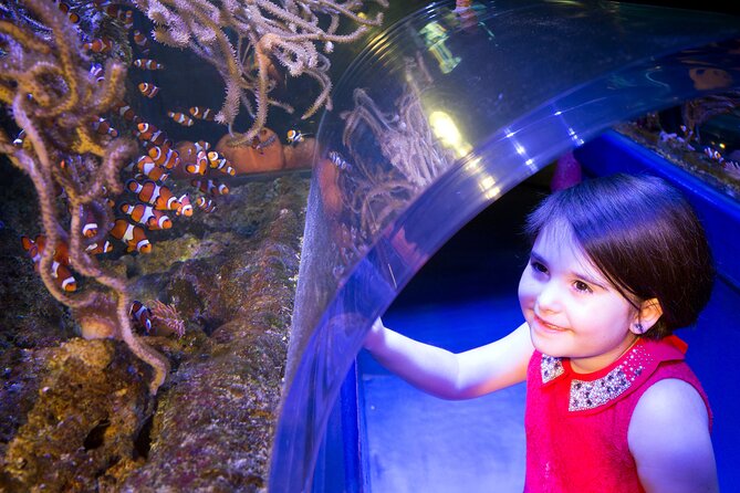 SEA LIFE Birmingham Admission Ticket - Gentoo Penguins Bring the Fun
