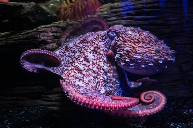 SEA LIFE Birmingham Admission Ticket - Is $26.05 Good Value?