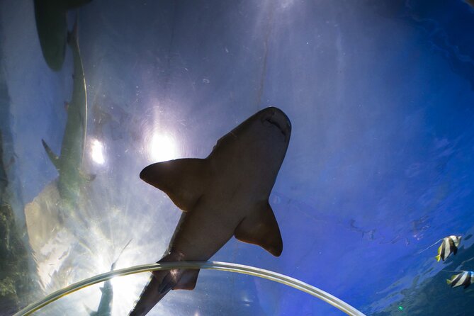 SEA LIFE Birmingham Admission Ticket - Who Should Book This Experience?