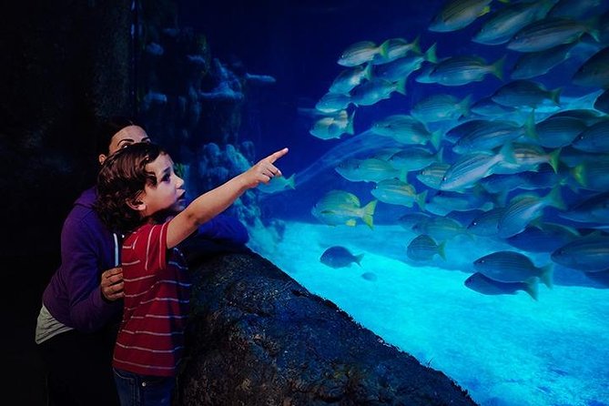 SEA LIFE Blackpool Admission Ticket - Starting with starfish at the Rock Pools