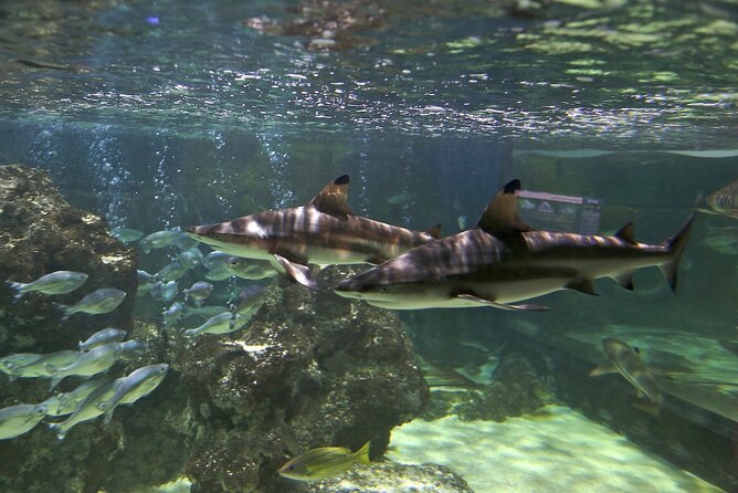SEA LIFE Blackpool Admission Ticket - Sharks and the large ocean tank