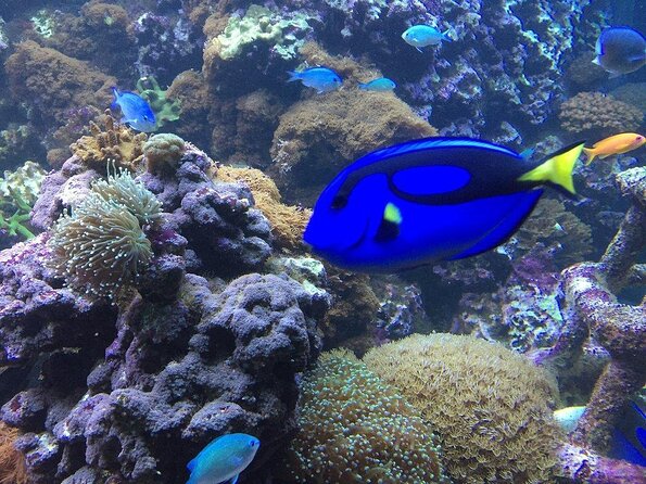 SEA LIFE Brighton Admission Ticket - From Victorian Brighton to a Tropical Rainforest