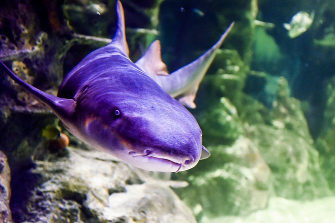 SEA LIFE Brighton Admission Ticket - Crabs and the Claws Exhibit