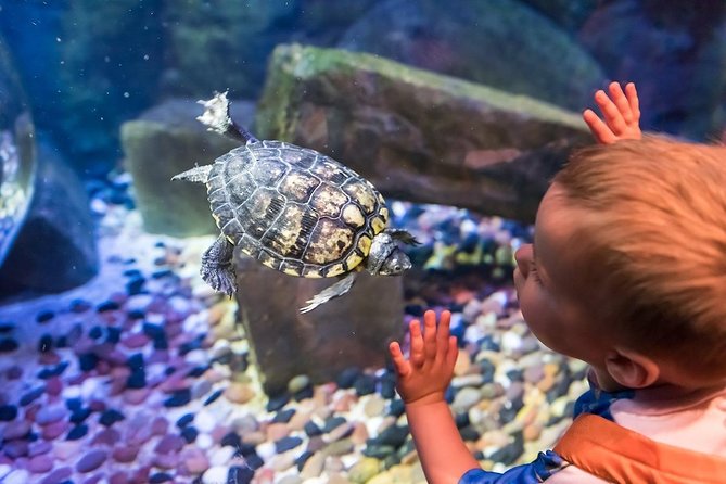 SEA LIFE Brighton Admission Ticket - Seahorses, Breeding Work, and Small Details