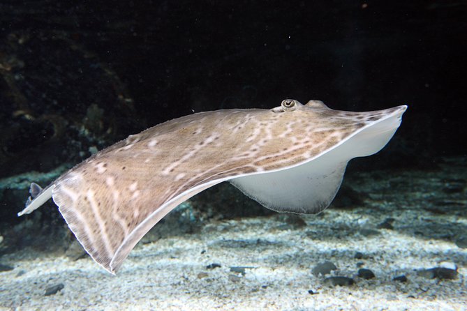 SEA LIFE Great Yarmouth General Admission - Meeting blacktip reef sharks and zebra sharks