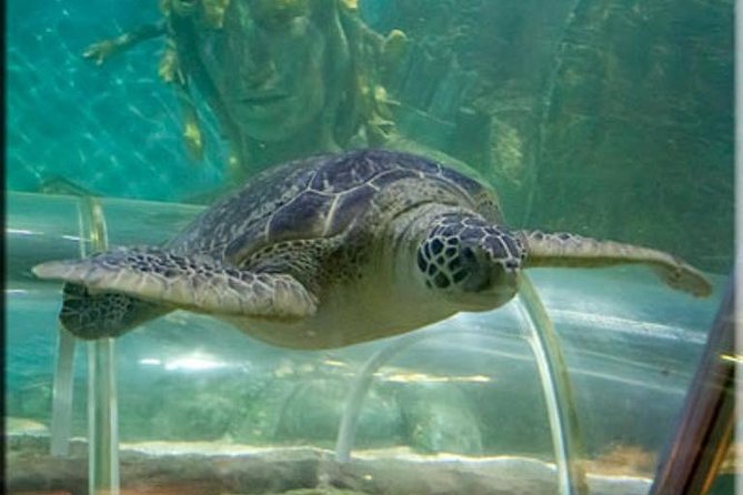 SEA LIFE Great Yarmouth General Admission - The Interactive Rockpool is the hands-on highlight