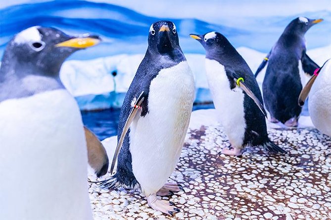 SEA LIFE London Aquarium Admission Ticket - Timing your visit around London sightseeing