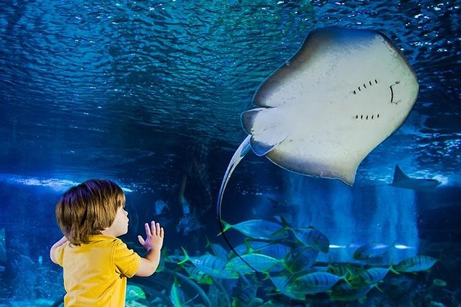 SEA LIFE Manchester Admission Ticket - Starting at Turtle Beach in Manchester