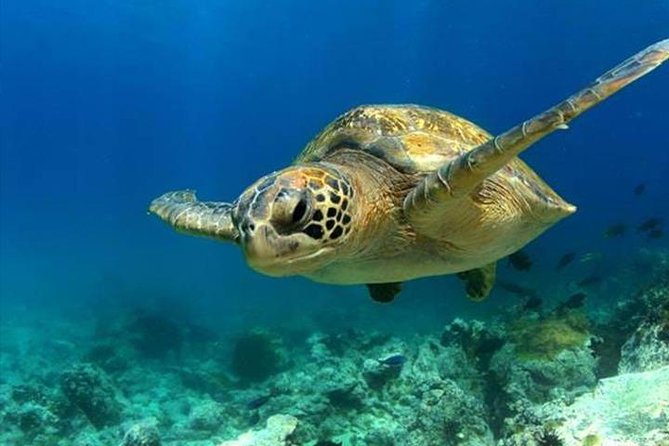 SEA LIFE Manchester Admission Ticket - Moon jellyfish and the appeal of slow viewing