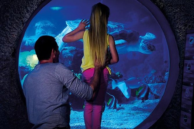 SEA LIFE Manchester Admission Ticket - The glass tunnel and Ernie the green sea turtle