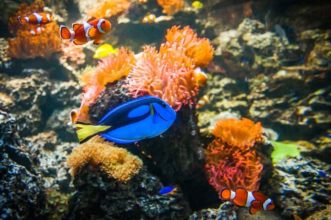 SEA LIFE Weymouth Admission Ticket - Access, Transport, and Booking Details