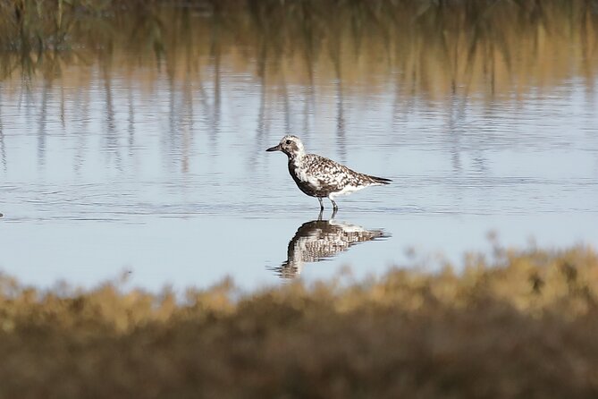 Sussex Birdwatching Private Guided Day Tour - Burpham: open downland and birds of prey