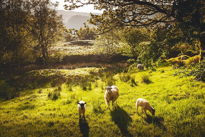 Windermere & Lake District Tour from Manchester Including Cruise - The Windermere cruise and its real value